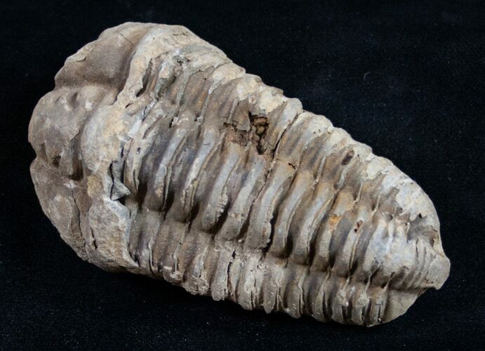 Calymene Trilobite From Morocco - Large Size #9391